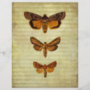 Buscar polilla manualidades Naturaleza