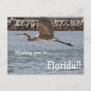 Buscar pájaro en vuelo postales Costa