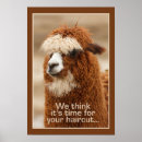 Buscar alpaca posters Fotografía