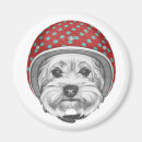 Buscar yorkshire imanes Terrier de yorkshire