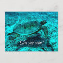 Buscar tortuga verde postales Azul