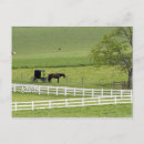 Buscar caballo de amish Animal de granja