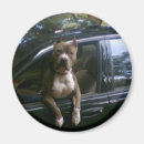 Buscar mi pitbull imanes Divertido