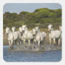 Buscar caballos cuadradas pegatinas Salvaje