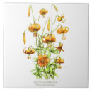 Buscar tiger azulejos Naturaleza