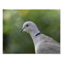 Buscar blancos británicos arte Naturaleza