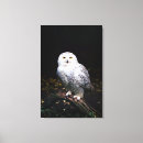 Buscar búho blanco lienzos Animal