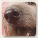 Buscar nariz posavasos Animal