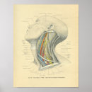 Buscar vasos sanguíneos posters Anatomía