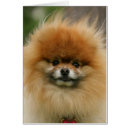 Buscar perro de pomerania enano postales Headshot