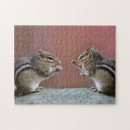Buscar chipmunks fotografía Fauna