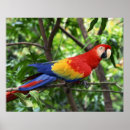 Buscar pluma posters Fauna
