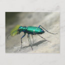 Buscar mancha postales Insecto