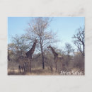 Buscar safari postales Jirafa