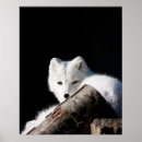 Buscar abrigo de pieles posters Animal