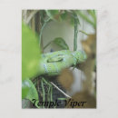 Buscar víbora postales Reptil