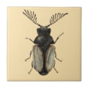 Buscar escarabajos azulejos Entomología