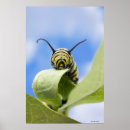Buscar orugas fotografía Animales