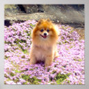 Buscar pomeranian arte Dog