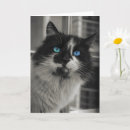Buscar gato de ojos azules tarjetas Felino