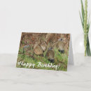 Buscar codorniz tarjetas Pájaros