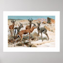 Buscar gazelle Animal salvaje