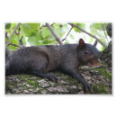 Buscar ardilla negra posters Animal