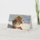Buscar anadones tarjetas Naturaleza
