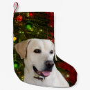Buscar amarillo calcetines navideños Perro perdiguero