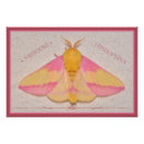 Buscar lepidópteros posters Fauna