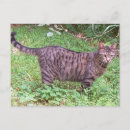 Buscar gato marrón postales Gatito