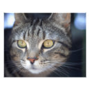 Buscar ojos animales posters Adorable