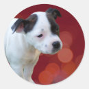 Buscar bull terrier pegatinas Cachorro