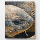 Buscar tortugas placas fotograbadas General y unisex