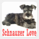 Buscar mini schnauzer pegatinas Perros