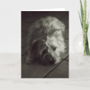 Buscar soñoliento tarjetas Perro