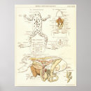 Buscar disección posters Anatomía