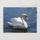 Buscar cisne postales General y unisex