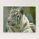 Buscar tigre siberiano puzzles Animal