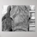 Buscar grafito posters Caballo