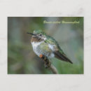 Buscar hummingbird postales Vida silvestre
