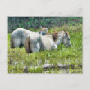 Buscar largas postales Animales