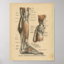 Buscar anatomía muscular posters Médica