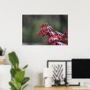Buscar arce posters Naturaleza