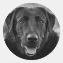 Buscar perro negro pegatinas Para mascotas