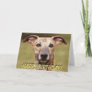 Buscar whippet tarjetas Sighthound