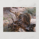 Buscar ocelot postales Naturaleza