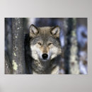 Buscar lobo posters Exterior