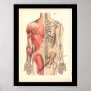 Buscar músculo humano posters Anatomía