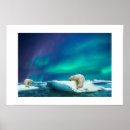 Buscar polar posters Foto